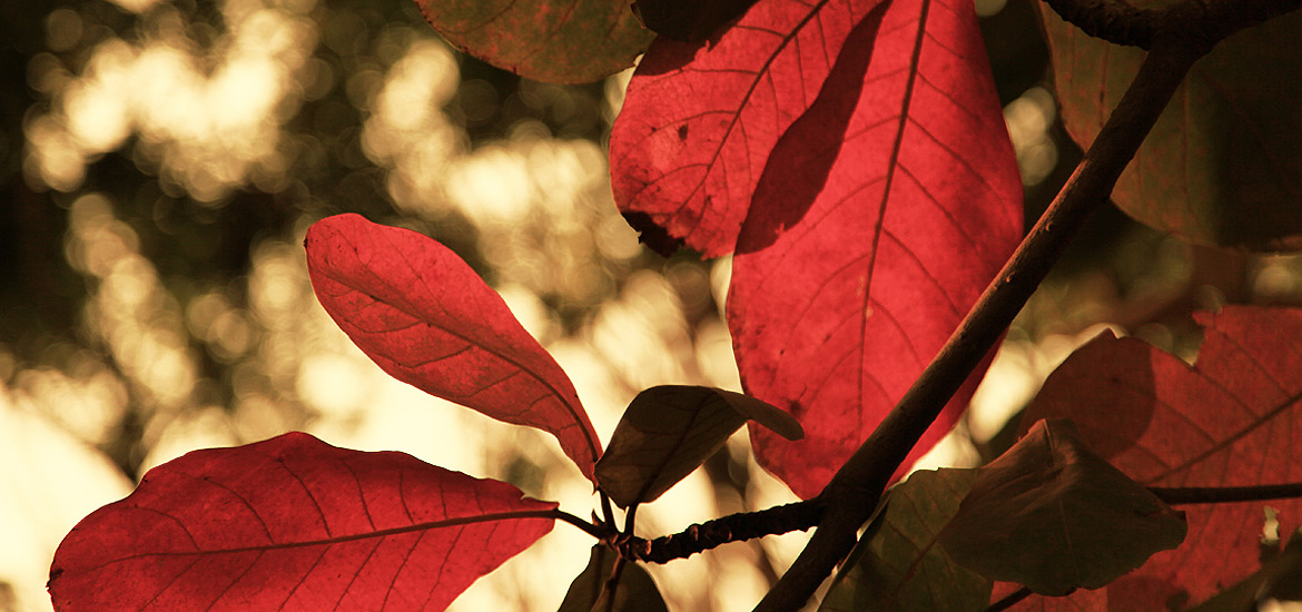 手机号验证码轰炸免费